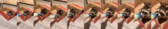 babyanimalgifs: Rescued Raccoon makes a discovery  (Source) 