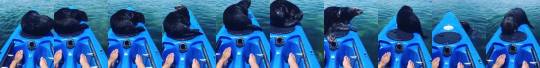 ottermatopoeia: babyanimalgifs:   This sea otter just needed a bit of playtime. It happened to be on a kayak.  (via)    This person is living my dream 