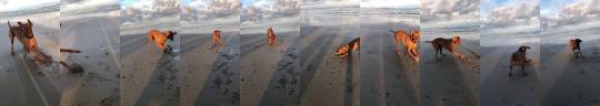 Porn photo babyanimalgifs:  He Found a Clam, A CLAM! (via)