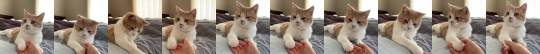 justcatposts:  “Hold my paw hooman..“ (via)