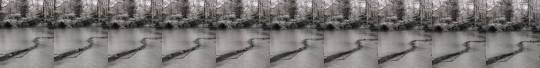 thesassyducks:  Ducks swimming through a path in an icy river (via)