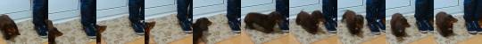 babyanimalgifs:  Owner teaches Dachshund to wipe her wet paws when they come in from a walk (via)