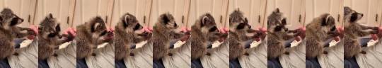 XXX babyanimalgifs: Hand massages from baby trash photo