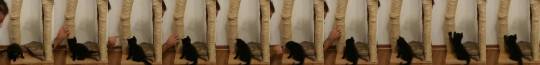 cat-dog-pet-memorial:    First time scratching post lesson for kitten. (via). 