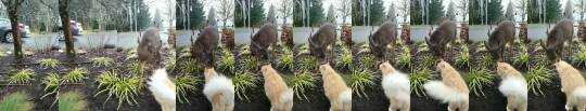 justcatposts:  Walked out of my house to find a deer licking my cat  (via) 