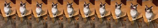 justcatposts:  That is a very polite meow. She deserves a pet. (via)