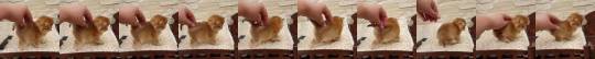 babyanimalgifs:  So tiny (via) porn pictures