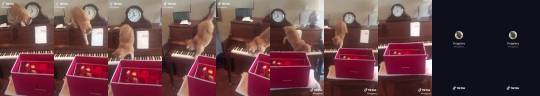 bunnyfood:  jaubaius:   Cat tries to get off of a piano.   LOL 