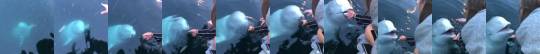 babyanimalgifs:  Beluga whale saves an iPhone from the sea in Norway (via)