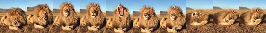 justcatposts:  Gorgeous lion giving a massive yawn (via)