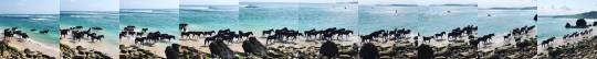 Porn Pics babyanimalgifs: Wild horses enjoy the ocean 