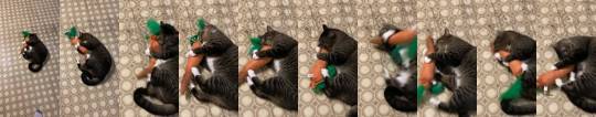 somecutething:We got him high on catnip and gave him a crinkle carrot! 😂😂(via 4FantasticFelines) 