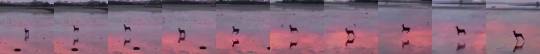 babyanimalgifs:  A deer prancing along a beach at low tide (via)