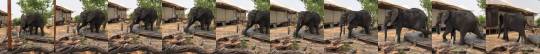 babyanimalgifs:  Young bull elephant politely stepping over a walkway at a nature preserve (Source)