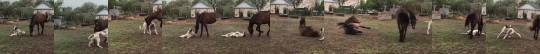 probablywolves: noctomania:   babyanimalgifs:   Goodest boy loves his friend  (via)    Horsedog & doghorse    That looks like an Ovcharka or Alabai dog, which are livestock guardians, bred to protect the farm’s animals. So they aren’t only friends,