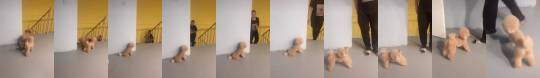 Porn photo babyanimalgifs:  Puppo does a prank (via)
