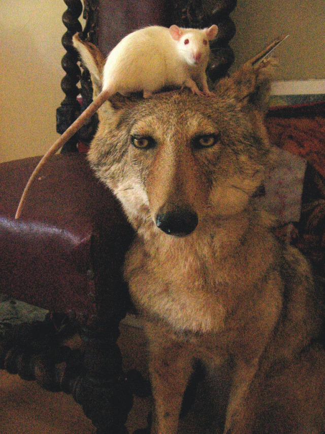 CRAPPY TAXIDERMY