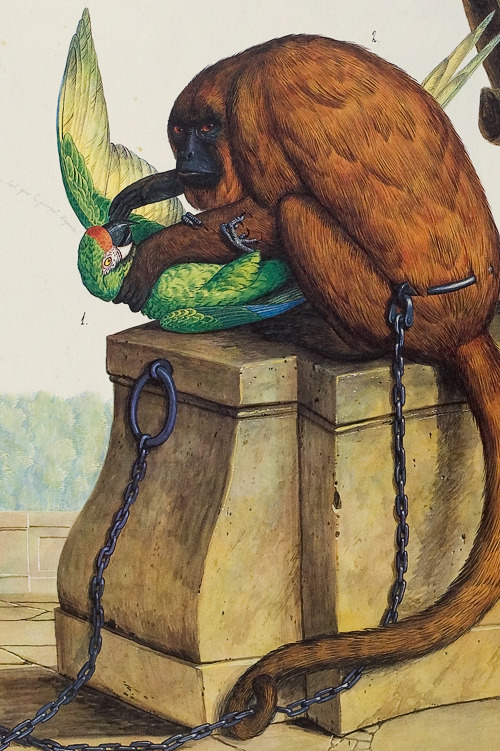 claytoncubitt:
“ Walton Ford, ‘Sensations of an Infant Heart’ 1999 (detail)
“When John James Audubon was a young boy, his stepmother’s pet monkey strangled Audubon’s favorite pet parrot. The monkey was kept chained after the incident. Later Audubon...