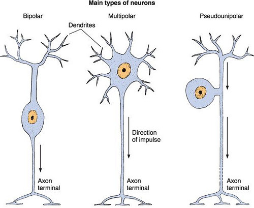 unipolar neuron dendrite