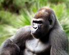 Sociedad.
Diane Fossey, la mujer que pasó 19 años entre gorilas, decía que estas criaturas son la cosa más pacífica y bendita de la Tierra. Pero reconocía que cuando los diferentes grupos de gorilas de las montañas se encontraban, estos seres...