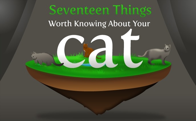 17 Things Worth Knowing About Your Cat - The Oatmeal