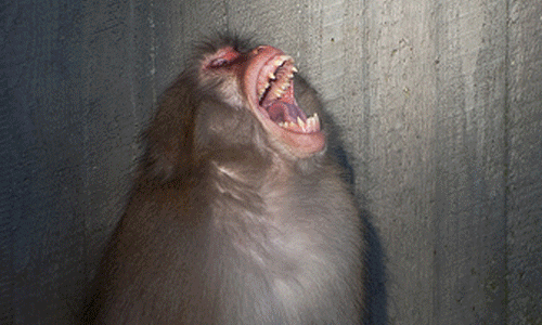 Image result for monkeys shrieking make gifs motion images