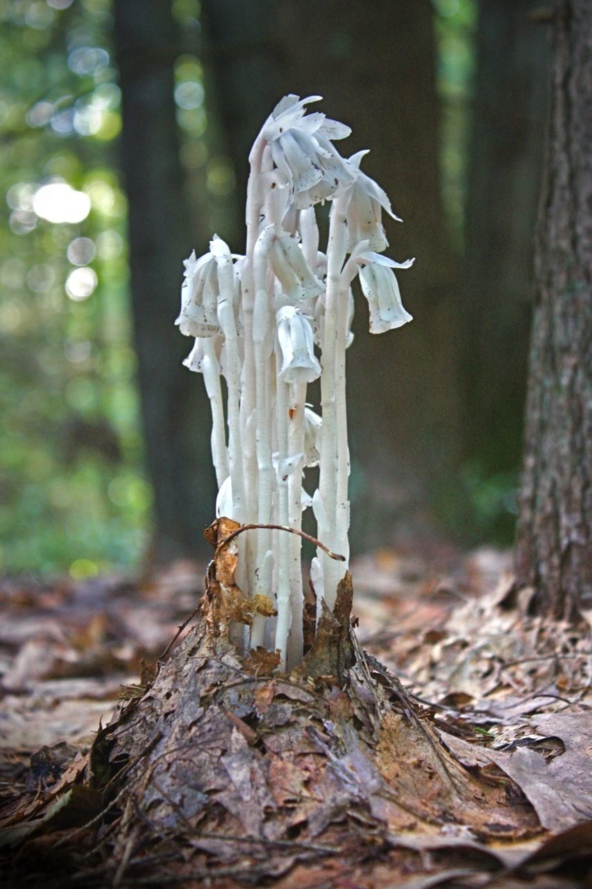 - Ghost Pipes aka Indian-Pipe, Ice-Plant,...