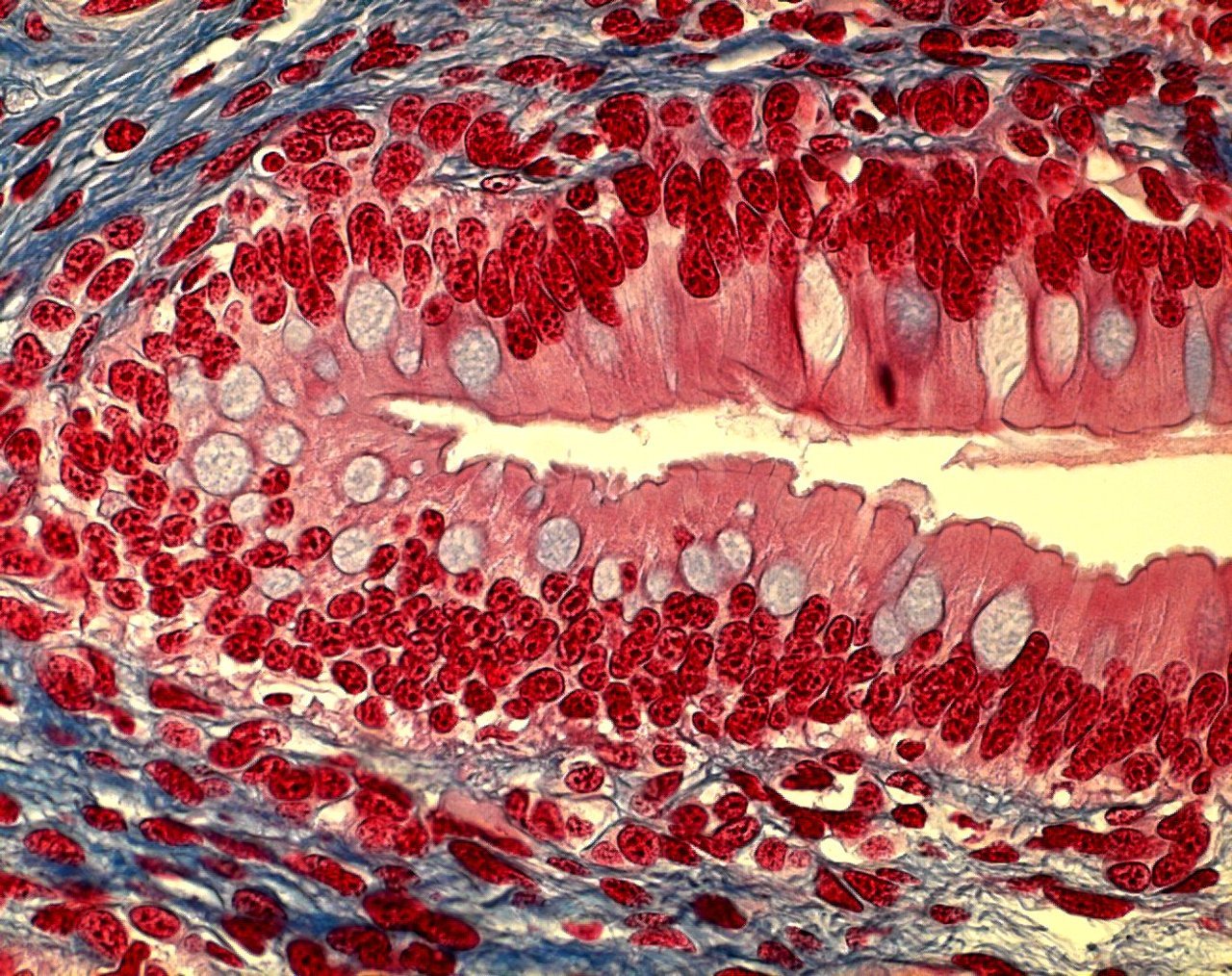 Science is Beauty • Simple columnar epithelium. This tissue lines the...