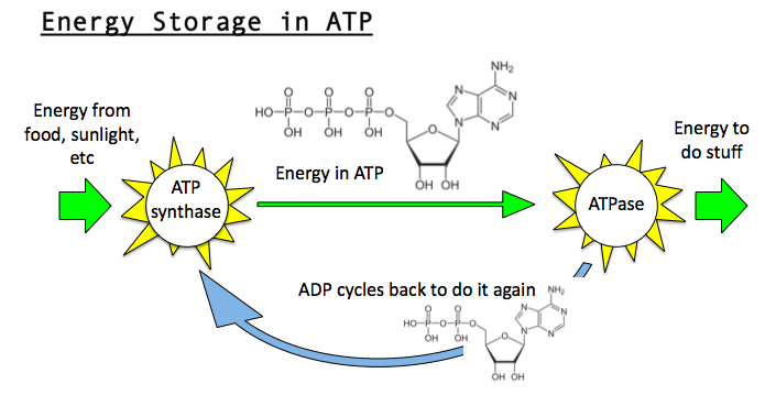 last-week-we-talked-about-how-atp-has-more-energy