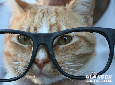 Glasses Cats! Cute & Funny Cats Wearing Glasses - nerdy cat! (via jenna ...