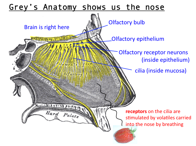 We can get a nice picture of the nose from Grey’s...