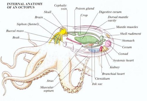 The Amazing Cephalopoda Class, Internal Anatomy of an Octopus