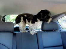 Reggie, unusually awake and perched in the car.