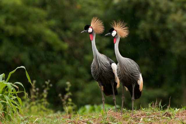 Ninbra (Grey Crowned Cranes, Uganda.)