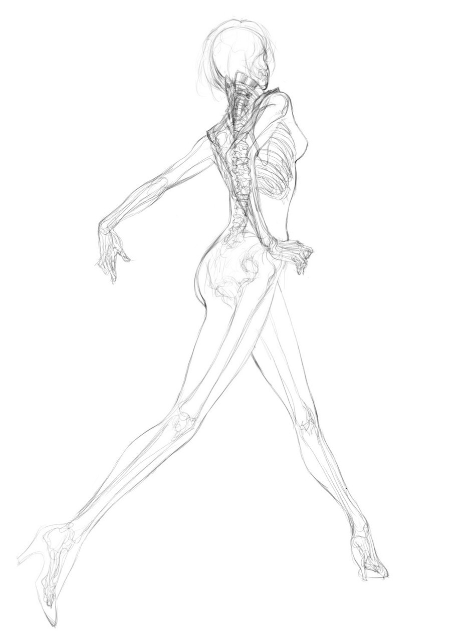 Женское тело скелет для рисования