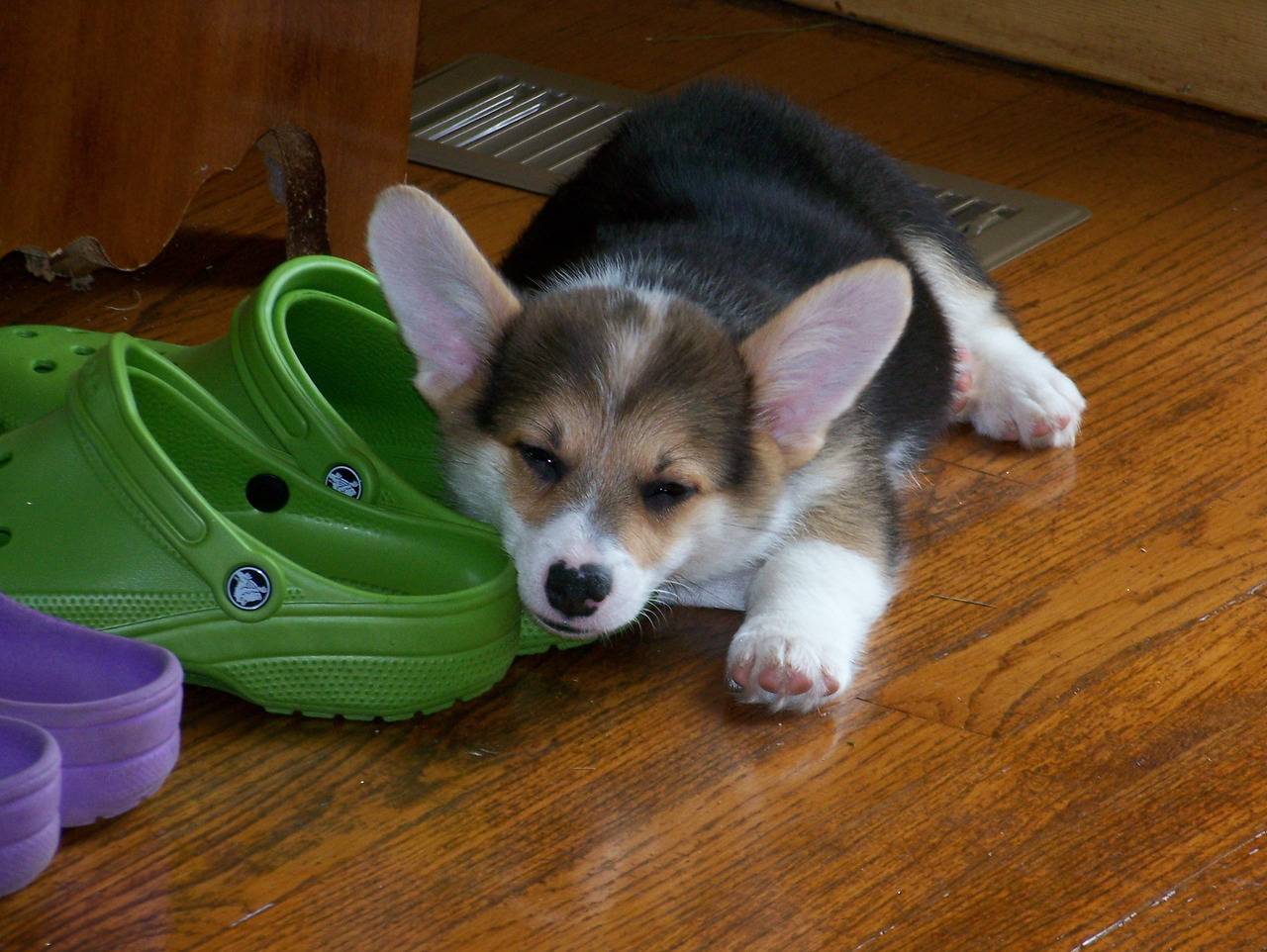 corgi crocs