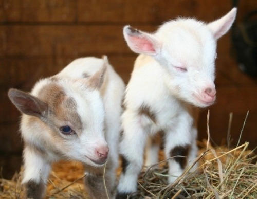 They're so cute and little! | The 34 Cutest Baby Pygmy Goats On The Internet! | Pygmy Goats 