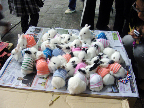 attendance:BUNNIES IN SWEATERS BUNNIES IN SWEATERS BUNNIES IN...