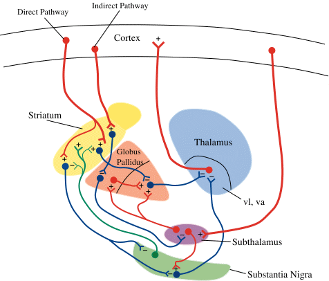 Let’s Breakdown The Basal Ganglia Pathways. There...