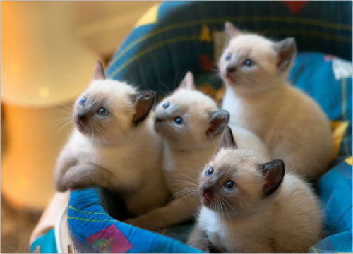 ifuckwiththerainbows:coolcatgroup:These cats look like...