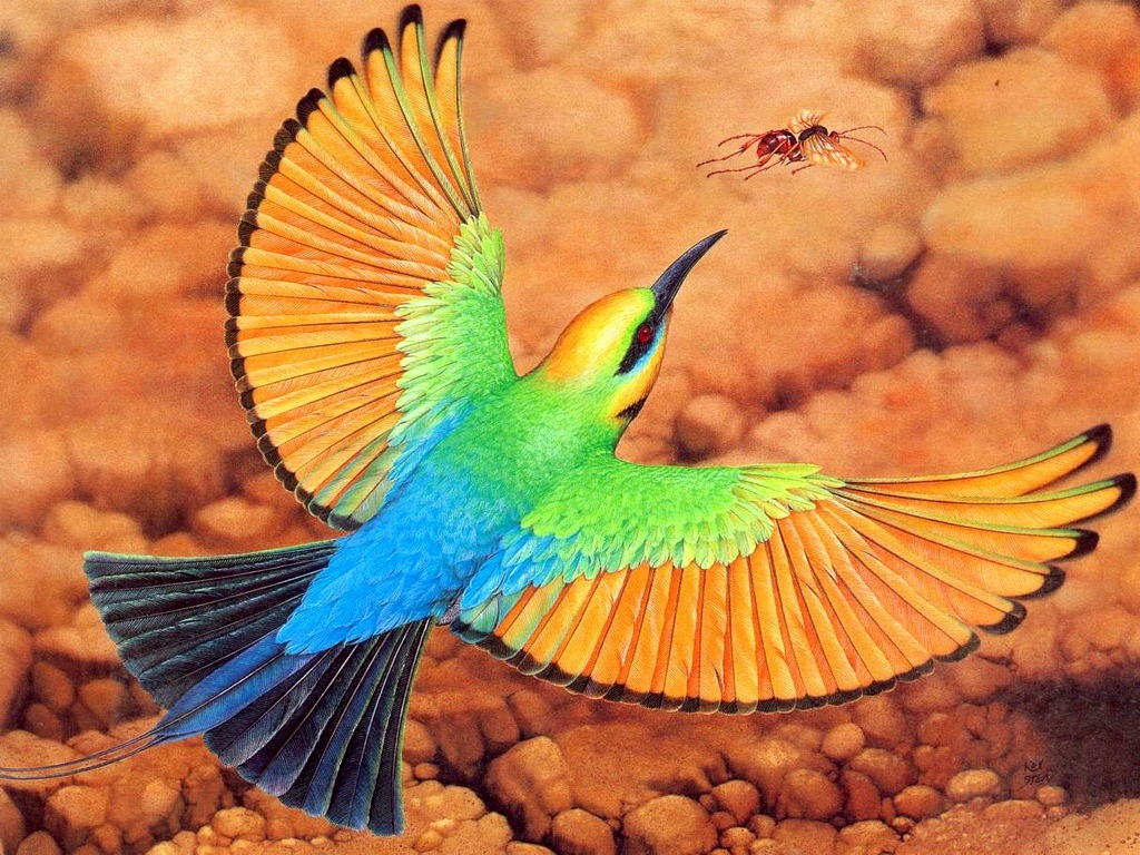 Animals Animals Animals Rainbow Bee Eater Merops Ornatus In