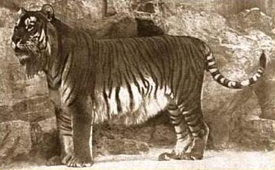 The Caspian Tiger, Also Known As The Persian... - The Big Cat Blog