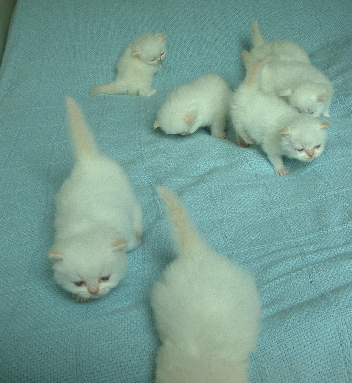 Новорожденный белый котенок