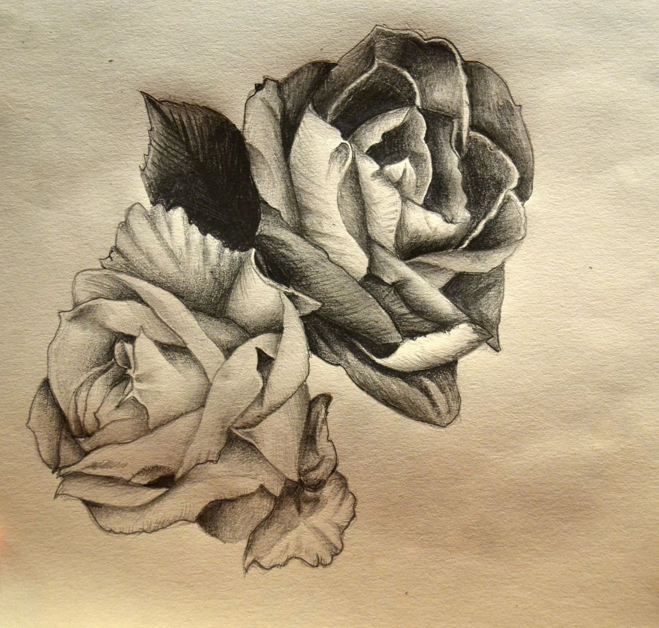 Eatsleepdraw Roses Sketching Pencils On Beige Square Paper