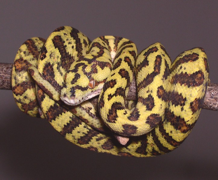 Snake Eaters Carpet Python X Green Tree Python Carpondro