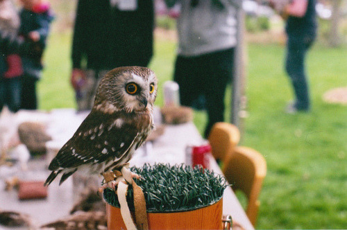 elf owl on Tumblr