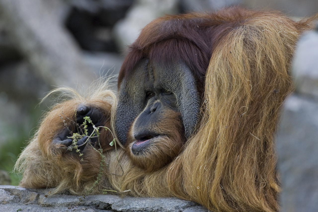 Name Clyde  Species Orangutan  Age 34 Weight 308 