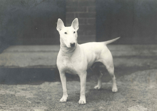 Original photo of Bull Terrier Ch. Num Skull c.1930 by...