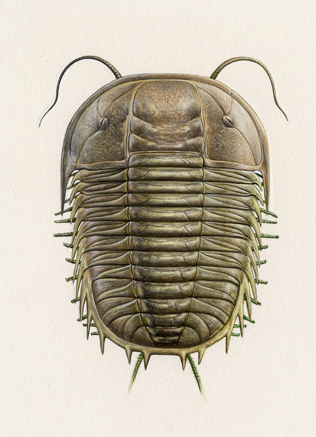 Scientific Illustration Trilobite by John Sibbick, Gouache, undated.