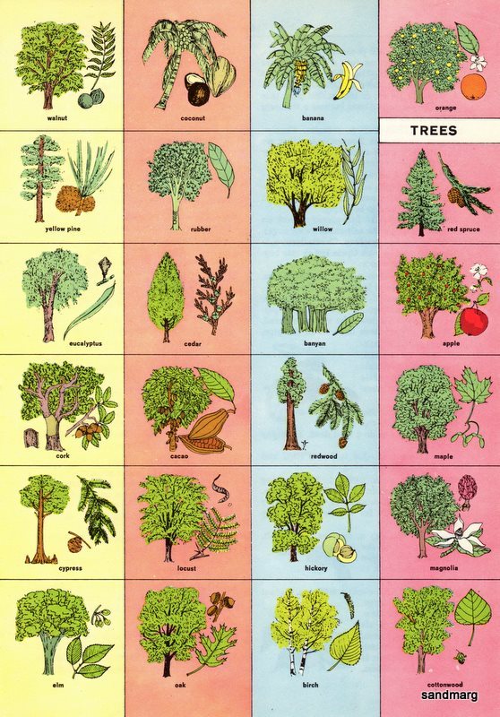 1950s Chart of Trees